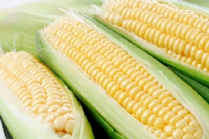 Iowa Sweet Corn